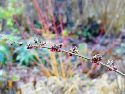 2019-12-21 Gartenimpressionen 5.jpg