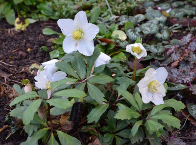Helleborus_niger-ChristmasCarol.19-1.jpg