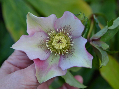Helleborus-Sämling.19-1.jpg