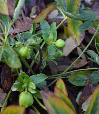 Helleborus-HarvingtonLime.19-3.jpg
