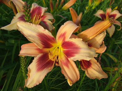 German Ballerina x De Colores.JPG