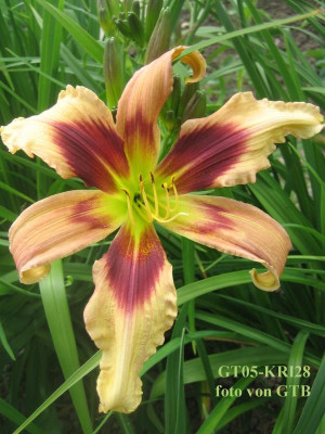 GT05-KRI28 German Ballerina X De Colores_5525_r1.jpg