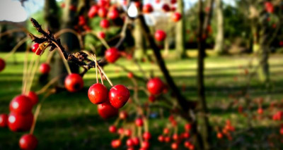 Beeren oder was.jpg