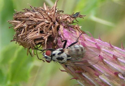 Anthomyia_pluvialis_-_Blumenfliege_01.jpg