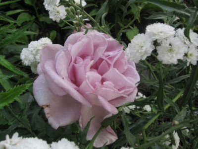 Tarde_Gris_mit_Achillea_the_Pearl.jpg