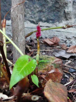 2019-12-22 Persicaria.jpg