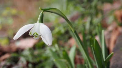 37 Galanthus Lady Beatrix Stanley P1140352.JPG