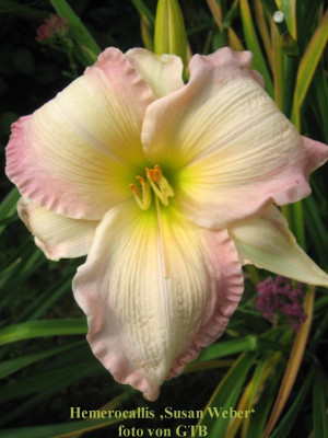 Susan Weber_6698_r1.jpg