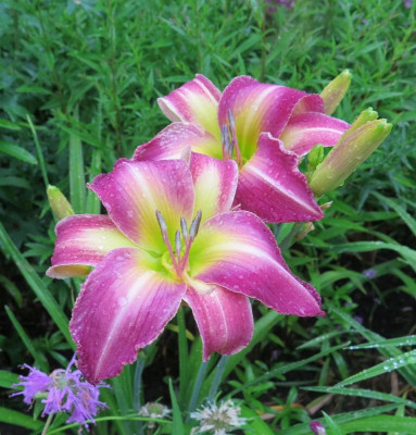 Boitzer Purple Rainbow.JPG