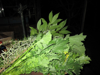 Cima di rapa 191223.JPG