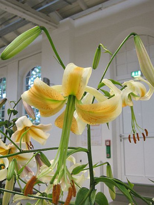 Lilium_Bright_Star_6432_r11.jpg