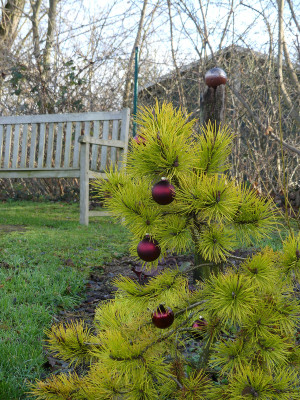 2019-12-24 Pinus contorta 'Chief Joseph'.jpg