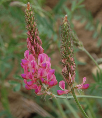 Saat-Esparsette_X0010__RH_2941.jpg