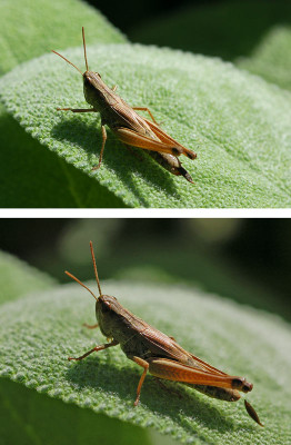 Servus-Grashuepfer.jpg