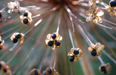 Allium-verblueht-100706.jpg
