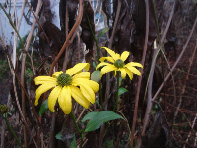 DSC07449.JPG