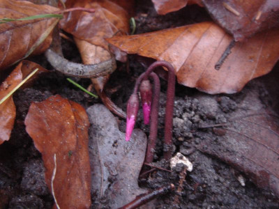 DSC07453.JPG