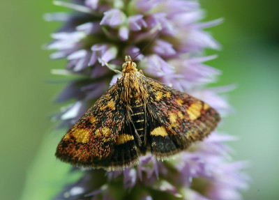 Goldzuensler-100707.jpg