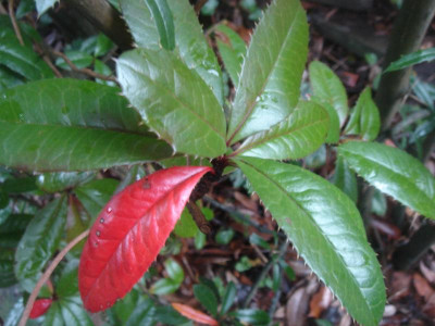 DSC07459.JPG