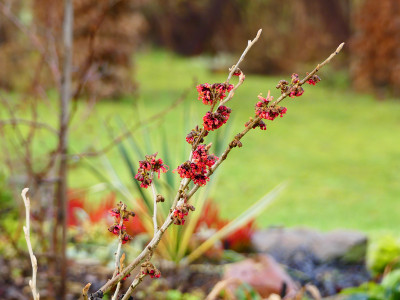 2019-12-26 Hamamelis 'Old Copper' 1.jpg
