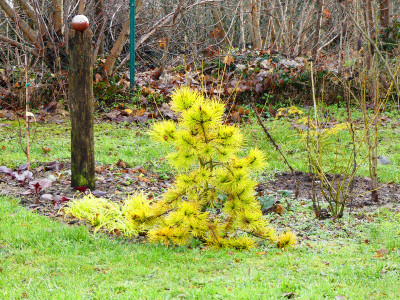2019-12-26 Pinus contorta 'Chief Joseph'.jpg