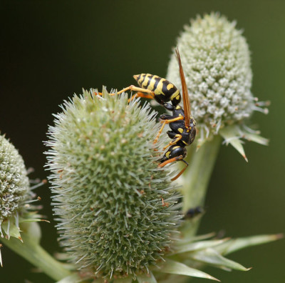 Wespe-Eryngium.jpg
