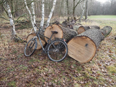 Eichenstämme 26.12.19 ue.JPG