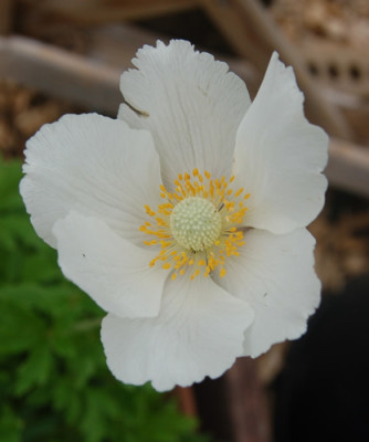 Grosses_Windroschen_X0010_N_3026.jpg
