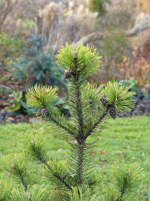 2019-11-30 Pinus mugo 'Zundert' 1.jpg