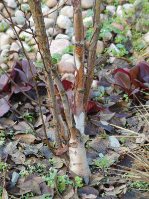 2019-11-24 Betula 'China Rose' 2.jpg