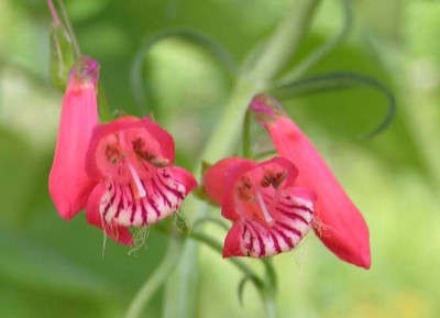 Penstemon6.jpg