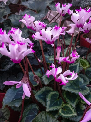 Cyclamen persicum Origami.jpg