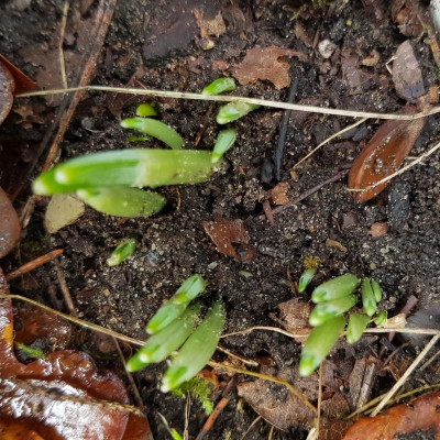 Galanthus 'Wasp'_142404 - Arbeitskopie 2.jpg