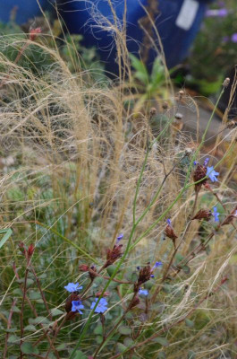 Ceratostigma_griffithi.18-2.jpg