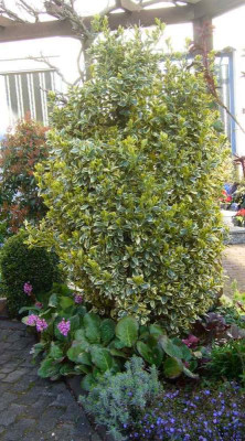 Euonymus.14-2.jpg