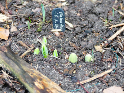 2019-12-27 Galanthus 'E. A. Bowles'.jpg