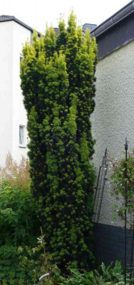 Taxus.14-2.jpg