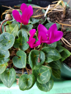 Cyclamen persicum_125344.jpg