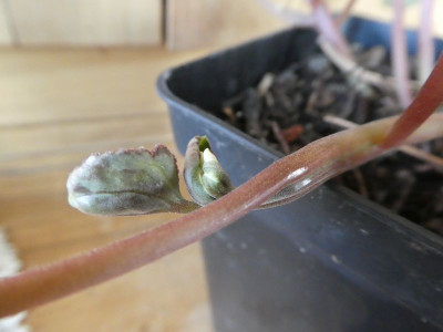 Cyclamen persicum album Fasz 1.jpg