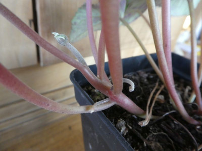 Cyclamen persicum album Fasz 2.jpg