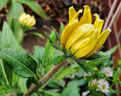 Rudbeckia_hirta_20191227_121755.jpg