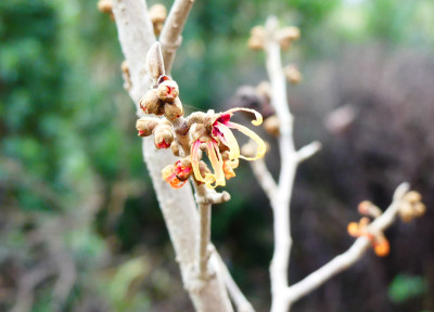 2019-12-27 Hamamelis 'Harry' 1.jpg