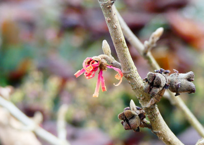 2019-12-27 Hamamelis 'Robert' 1.jpg