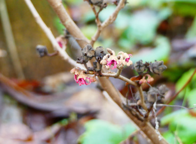 2019-12-27 Hamamelis 'Amethyst' 1.jpg