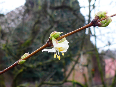 2019-12-27 Lonicera purpusii 2.jpg