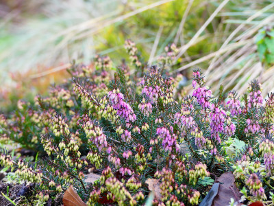 2019-12-27 Erica carnea 'Nathalie' 1.jpg