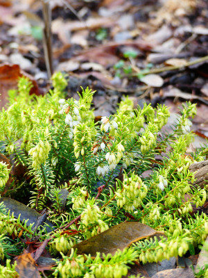 2019-12-27 Erica carnea 'Golden Starlet' 1.jpg