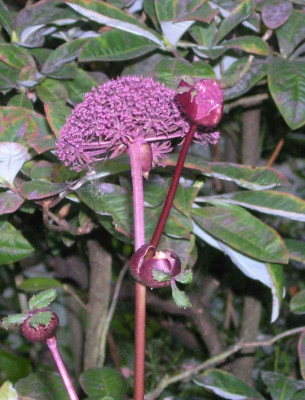Angelica_gigas.jpg