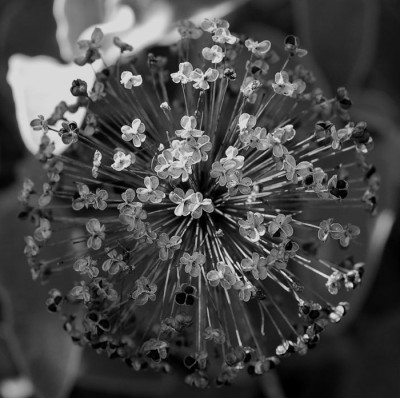 Allium-sw-verblueht.jpg
