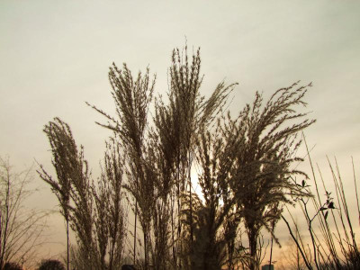 DSCF1975.jpg